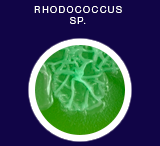 Rhodococcus sp.
